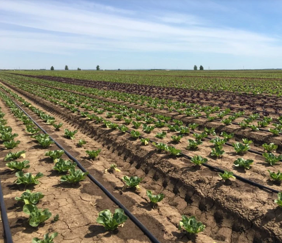 Эмитерная лента 7 mil шаг 20 см бухта 500 метров капля Shadow | Зображення 8