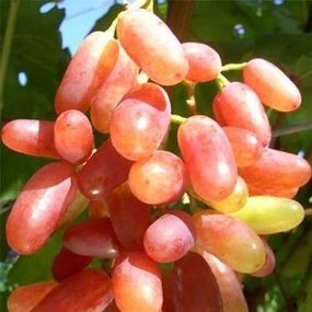 Виноград Юліан (сажниці)