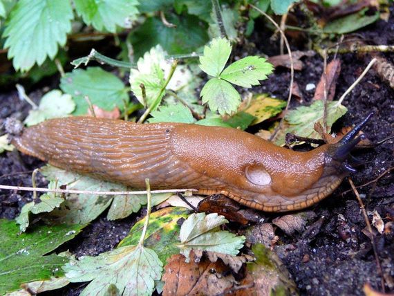Препарат Bros Санколь від слимаків 200 г | Зображення 1