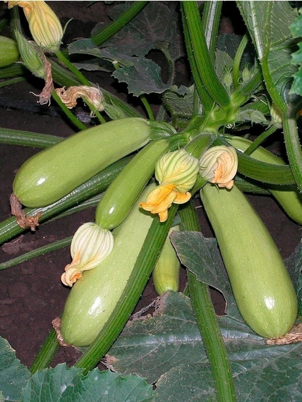 Насіння кабачка Іскандер F1 5 шт. (Seminis) | Зображення 1