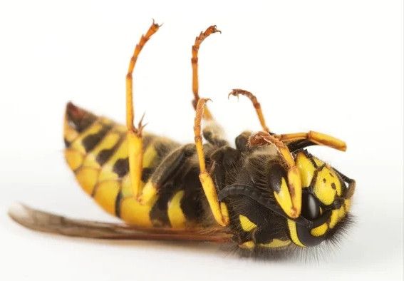 Інсектицид Смерть шкідникам 250 мл | Зображення 2