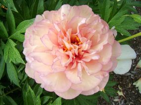 Півонія Скрумдидлеумшес (Paeonia Scrumdidleumptious) кореневище