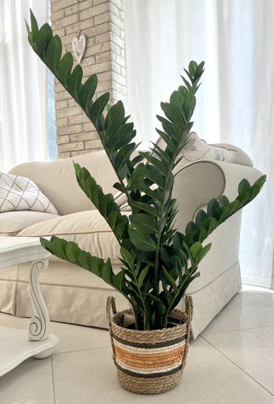 Замиокулькас искусственный в горшке 115 см | Зображення 1