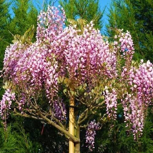 Вистерия (гліцинія) рясно Rosea (саджанці)