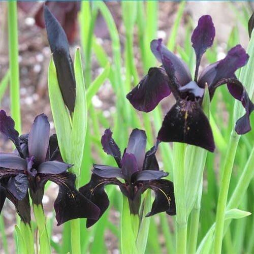 Ірис Chrysographes Black Form (кореневища) | Зображення 3