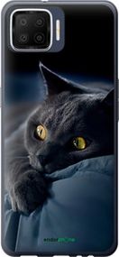 Чохол на Oppo A73 Димчастий кіт "825u-1379-2448"