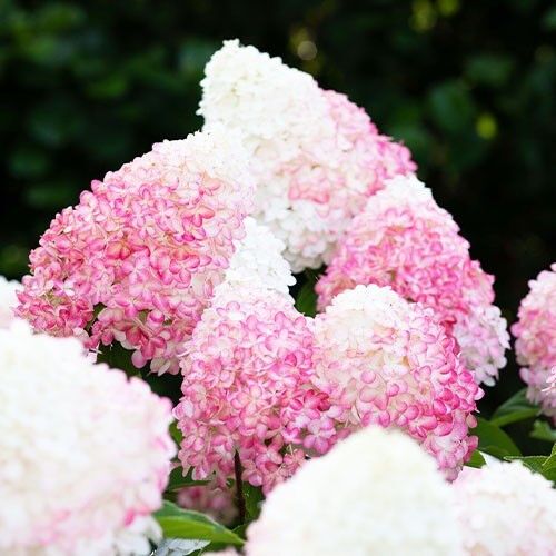 Гортензія Pink & Rose (саджанці)