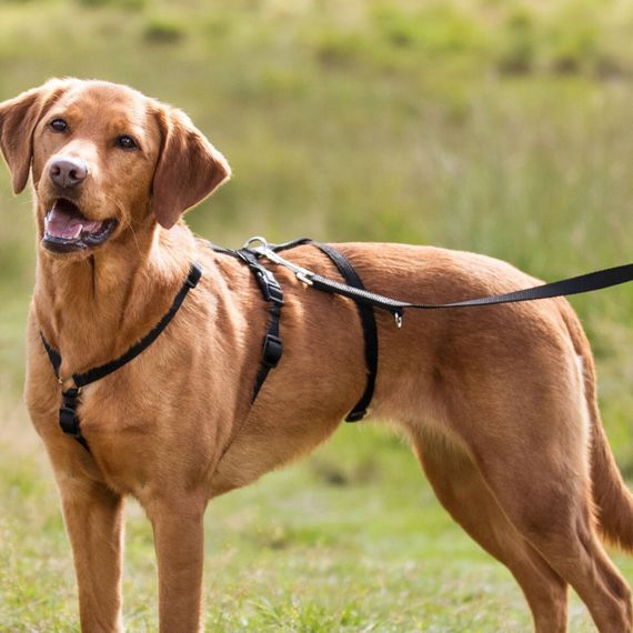 Шлея Trixie для собак L-XL 75-100 см х 25 мм чорна | Зображення 1