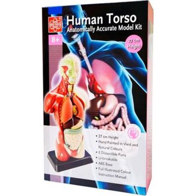 Набір для експериментів EDU-Toys Анатомічна модель людини збірна 27 см (MK027) | Зображення 2