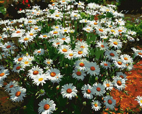 Ромашки в саду