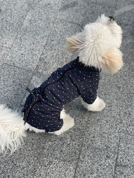 Костюм у цяточку D-131 | Зображення 1