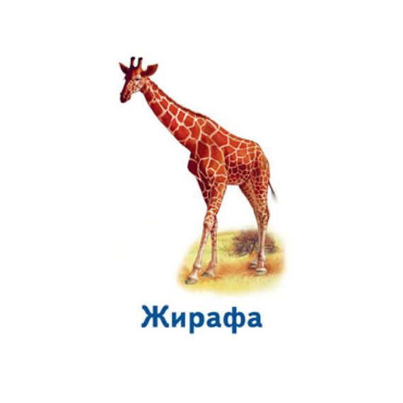 Настільна гра Парочки: Світ тварин 1392003, 6 ігор | Зображення 2